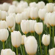 Tulip 'Maureen'